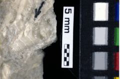 Foto (Detailansicht) von Cracensigillatus acutirostrus (Moericke, 1889) (NHMW-GEO-1990-0041-0169)